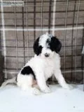 Pansy Female F1b Labradoodle