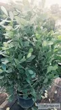Clusia hedges and more Get a bundle deal