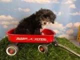 Kip Male Mini Bernedoodle