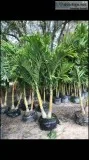 Christmas palms Best deal call now while supply lasts