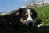 Missy Female Australian Shepherd