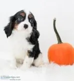 Wells Male AKC Cavalier King Charles