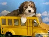Gidget Female F1b Mini Bernedoodle