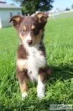 Miles Male Australian Shepherd