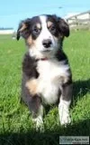 Max Male Australian Shepherd