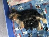 Yorkie Puppies