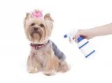 Flea and tick spray for dogs