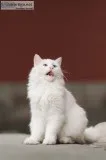 Persian Cat And Kitten For Sale In Gurgaon