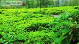 For great income buy tea estate in ooty