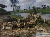 Best tree Removal Service Provider In Miramar