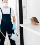 Mice Extermination Services