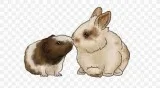  Guinea pig and rabbit boarding in my Fairport NY home