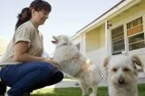 Professional Pet Boarding OKC Vera s Posh Paws- Oklahoma city.