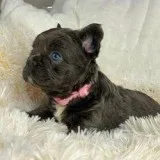 I m Selling My Puppies