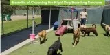 Long Term Dog Boarding OKC. Vera s Posh Paws.