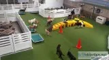 Vera s Posh Paws Dog Day Care center Service OKC USA.