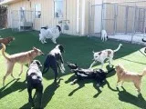 Dog Boarding Moore ok OKC USA.