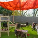 Dog Boarding - Vera s Posh Paws Pet Service.