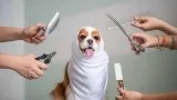 Mobile Pet Grooming OKC- USA Vera s Posh Paws.