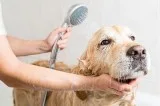 Best  Mobile dog grooming service near you OKC USA.