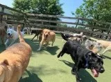 Doggie Daycare OKC Vera s Posh Paws.