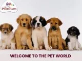 Vera s Posh Paws Pet Service Oklahoma USA.