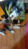 Kittens