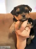 Yorkie