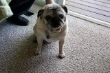 Guaranteed Pet Odor and Stain Removal Services in Vancouver