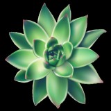 Succulents greener - a paradise for succulents lover