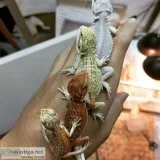 Reptiles co