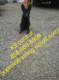 Perfect obedience training deal ????