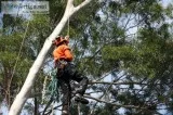 Wherewith to Grind a Tree Stump Yourself
