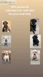 Akc labrador retriever