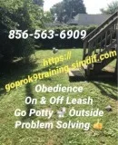 Dog control off leash