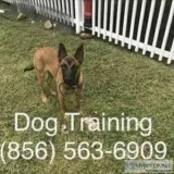 K9 trainer for ur out of control k9
