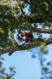 Need professional tree removal services in Sarasota