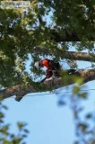 Need professional tree removal services in Sarasota
