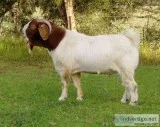 Big boned Boer bucks