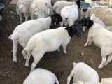 Dorper Sheep For Sale