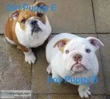 AKC English Bulldog puppies