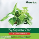 Oxycardium plant