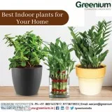 Indoor plants