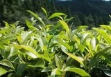 Matcha benefits for skin