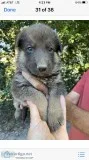German Shepherd Puppies