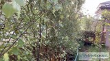 2 meters tall  Mature Grown Pittosporum with pot for sale