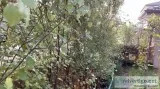 2 meters tall  Mature Grown Pittosporum with pot for sale