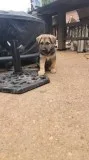 Purebred male German shepherd puppies