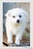 Snowball Male American Eskimo