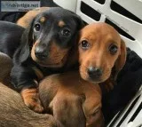 Beagle puppy